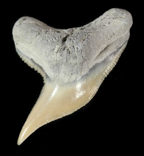 Fossil Tiger Shark Tooth - Lee Creek (Aurora), NC #47662